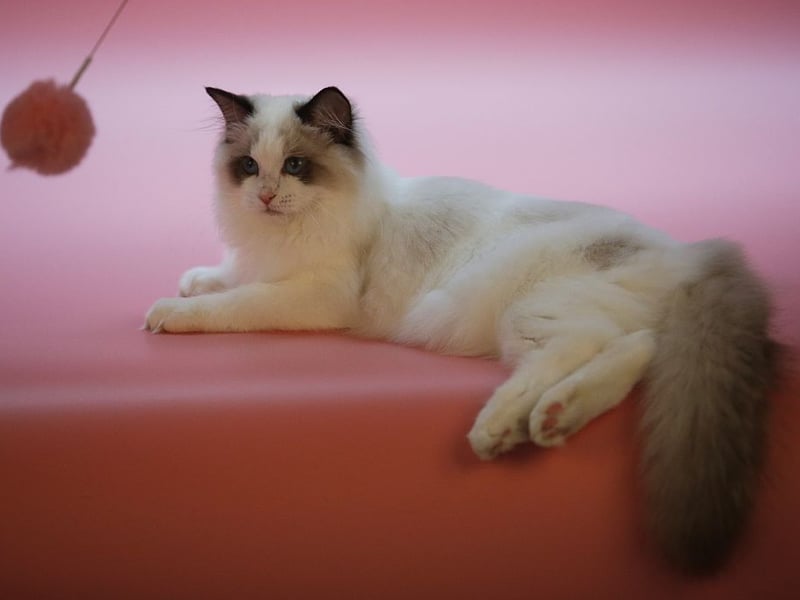 Pretty much the perfect pet, the Ragdoll has been bred to be affectionate companions, but also to be relatively low-maintenance and self-sufficient. They love children and are likely to always see your lap as being their evening relaxing spot.