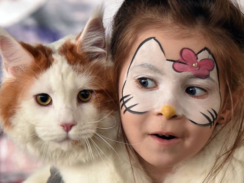 Native to America, where they are the one of the oldest breeds of domesticated cat, the Maine Coon is known to be a real gentle giant. This is a big cat with a satisfyingly dense coat - the perfect combination for a cuddle and their high levels of affection mean that they rarely refuse 