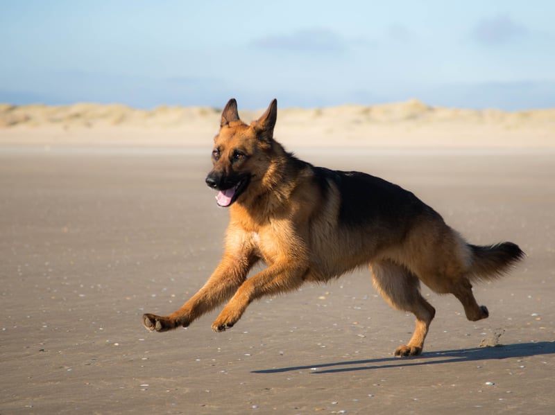 Claiming the bronze medal for obedience is the German Shepherd - which is another of the most all-round intelligent breeds of dog. No wonder they are so popular for everything from police dogs to army dogs.