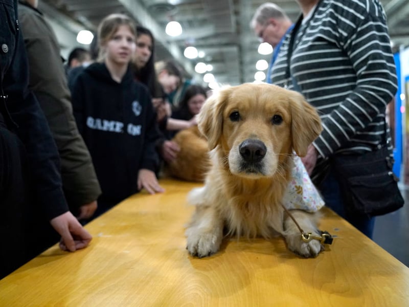 Golden Retrievers are the fourth more obedient dog breed. Combine that with their loveable good nature and you have a great family pet. 