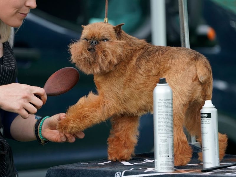 Ideal for families with less room at home, the Brussels Griffon is a small, child-friendly breed with a great sense of humour and happy to live in a flat.