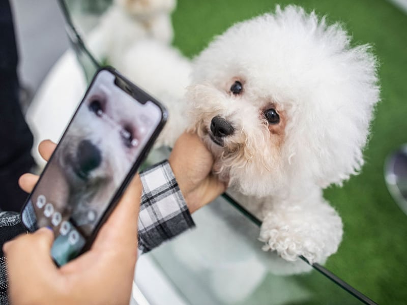 The cheerful, hypoallergenic Bichin Frise loves kids and all the attention they inevitably get from the wee ones. Bichons are small, cuddly, and enjoy playing games for hours. Their coat requires grooming, but their affectionate personality makes them ideal for families.