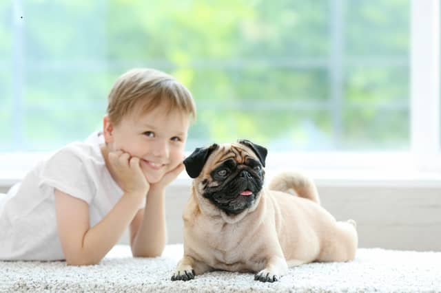 Dogs and children can become firm friends.