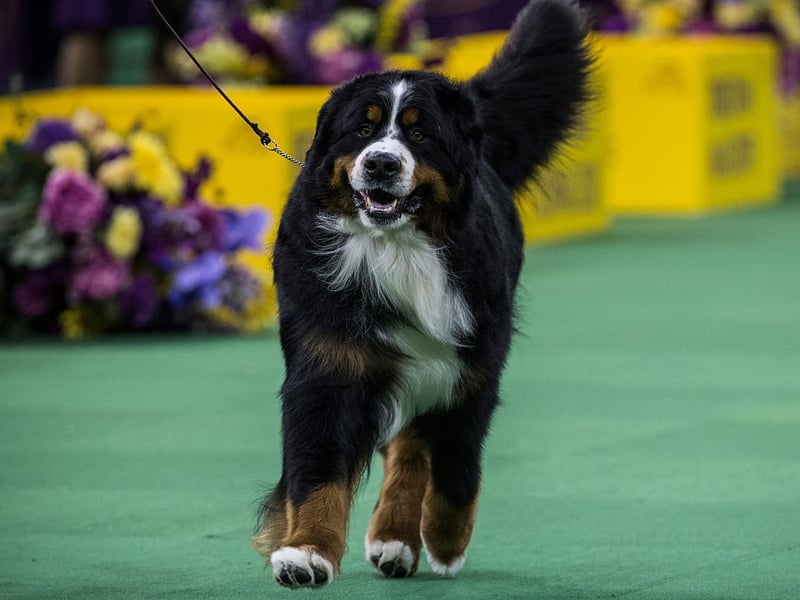 A breed that's as gentle as it is large, the Bernese Mountain Dog is incredibly affectionate and famously patient with children - no snapping here! They enjoy outdoor play, especially when it's not too hot, and have a generally calm and sweet disposition.
