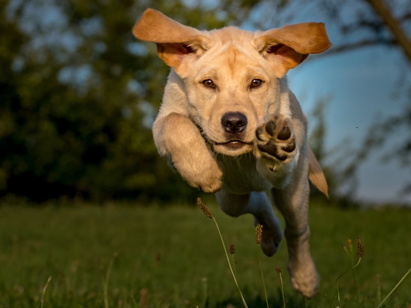 Not content with just being the most popular dog in the UK, the Labrador Retriever is also the most child-friendly - thanks to their friendly, loving and outgoing nature.