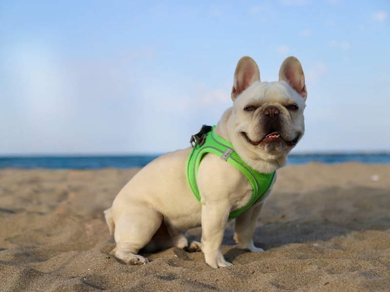 The French Bulldog has challenged the Labrador for the title of Britain's favourite breed in recent years and is also one of the best for families. They are playful, smart, cuddly, adaptable, and don't need a huge amount of exercise.