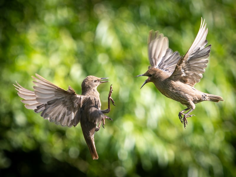 A wildlife fan has captured incredible photos of starlings performing an "aerial ballet" in a Leeds nature reserve.