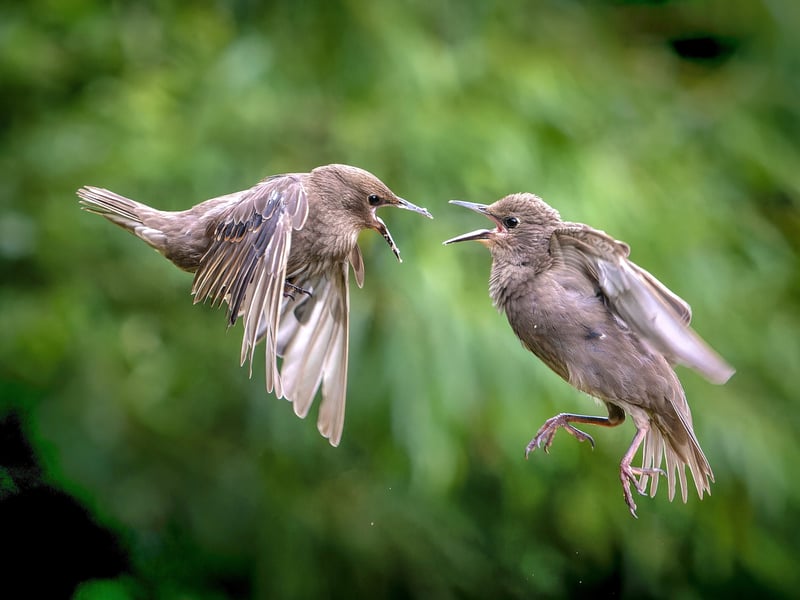 A wildlife fan has captured incredible photos of starlings performing an "aerial ballet" in a Leeds nature reserve. 