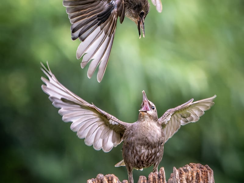 A wildlife fan has captured incredible photos of starlings performing an "aerial ballet" in a Leeds nature reserve
