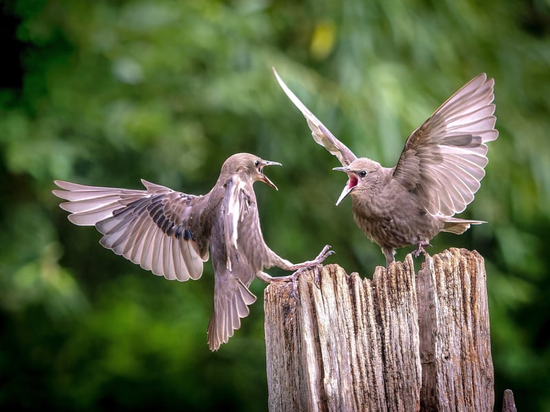 A wildlife fan has captured incredible photos of starlings performing an "aerial ballet" in a Leeds nature reserve. 