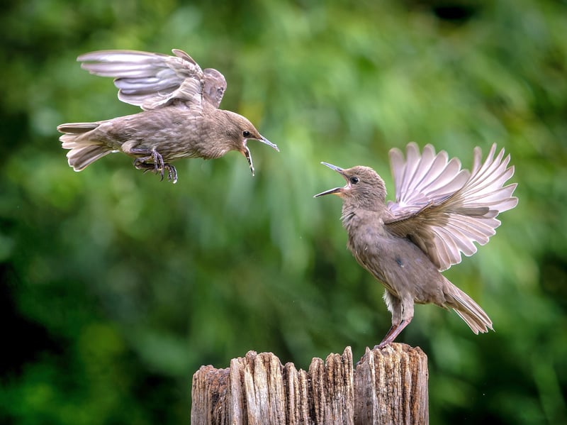 A wildlife fan has captured incredible photos of starlings performing an "aerial ballet" in a Leeds nature reserve. 