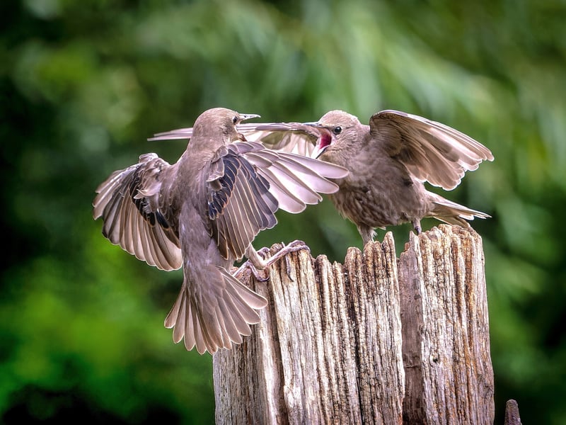 A wildlife fan has captured incredible photos of starlings performing an "aerial ballet" in a Leeds nature reserve