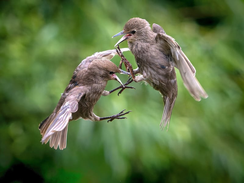 A wildlife fan has captured incredible photos of starlings performing an "aerial ballet" in a Leeds nature reserve
