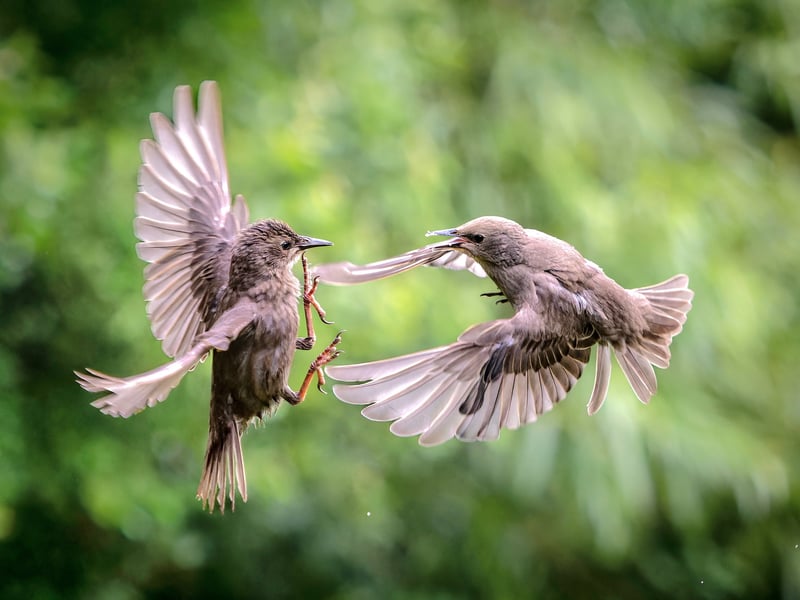 A wildlife fan has captured incredible photos of starlings performing an "aerial ballet" in a Leeds nature reserve.