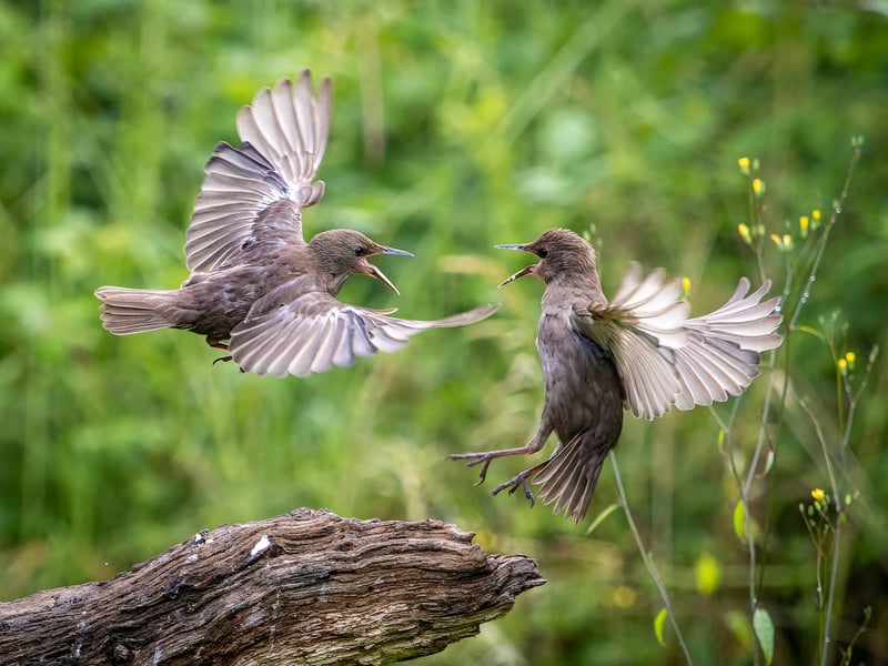 A wildlife fan has captured incredible photos of starlings performing an "aerial ballet" in a Leeds nature reserve. 