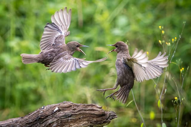 A wildlife fan has captured incredible photos of starlings performing an "aerial ballet" in a Leeds nature reserve.