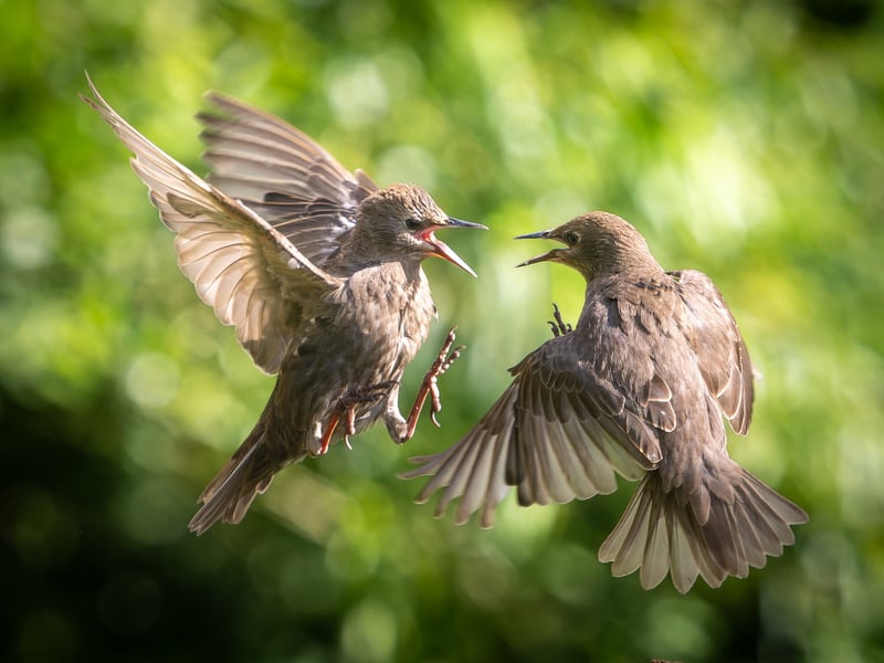 A wildlife fan has captured incredible photos of starlings performing an "aerial ballet" in a Leeds nature reserve.
