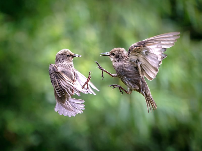A wildlife fan has captured incredible photos of starlings performing an "aerial ballet" in a Leeds nature reserve