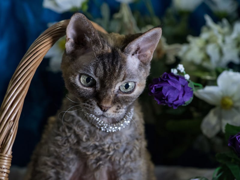 Named after the part of England where they were first bred in the 1950s, every Devon Rex can be traced back to a cat called Kirlee belonging to owner Beryl Cox. Their unusually-shaped head and large eyes make them easy to indentify.  On average they live for 10.5 years.