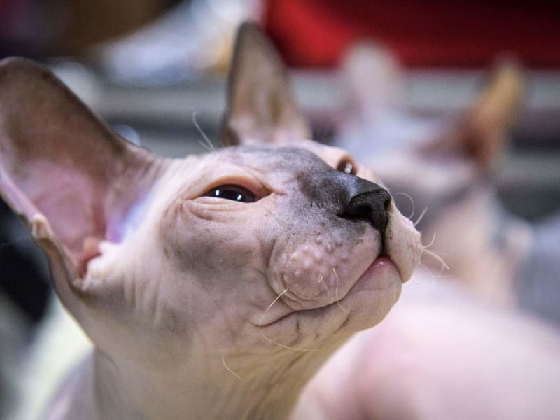 Unlikely to be confused with any other breed due to its absence of hair, the Sphynx cat's lack of fur means it can easily get cold. This means it seeks out body heat so is known for loving cuddling up to its owner whenever possible. There are also issues with having no hair, with these cats predisposed to skin problems and sunburn. The research found that they had the lowest life expectancy - living for just 6.7 years on average.
