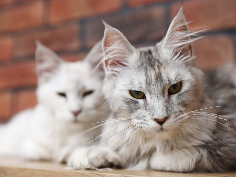 The second most popular cat is the Maine Coon, which originated in the US state from which is takes its name. Known for having dog-like characteristics, they have a beautiful thick coat of hair and a reputation for being gentle giants. The Maine Coon was found to live for 9.7 years on average.