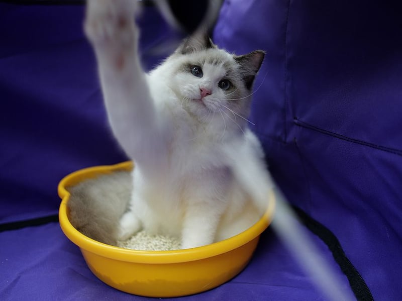 As it has been for years, the Ragdoll is the world's most popular breed of cat. First bred in America in the 1960s, they are known for their docile, placid temperament and affectionate nature - no wonder cat owners love them so much. The name comes from thier tendancy to go limp when picked up. They were found to live for 10.3 years on average