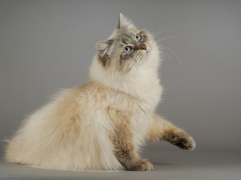 An ancient breed of cat from Russia, the Siberian was only officially recognised as a formal breed by cat registries in the early 2000s. It's the national cat of Russia and has a distinctive bushy tail. They live for an average of 13 years.