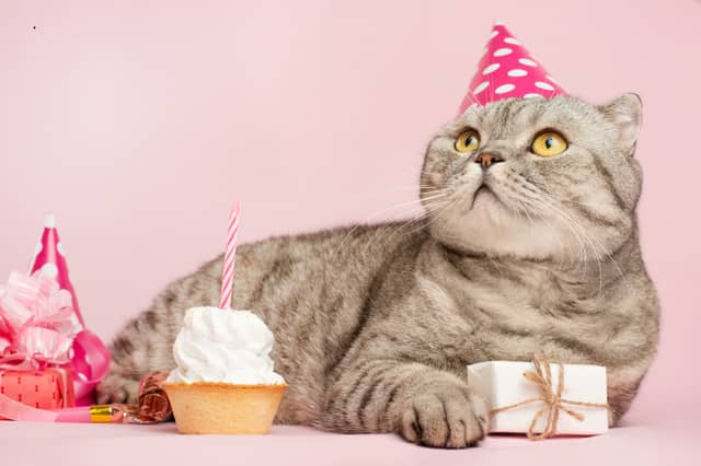 The number of birthdays your cat is likely to celebrate depends on which breed you choose to welcome into your home.