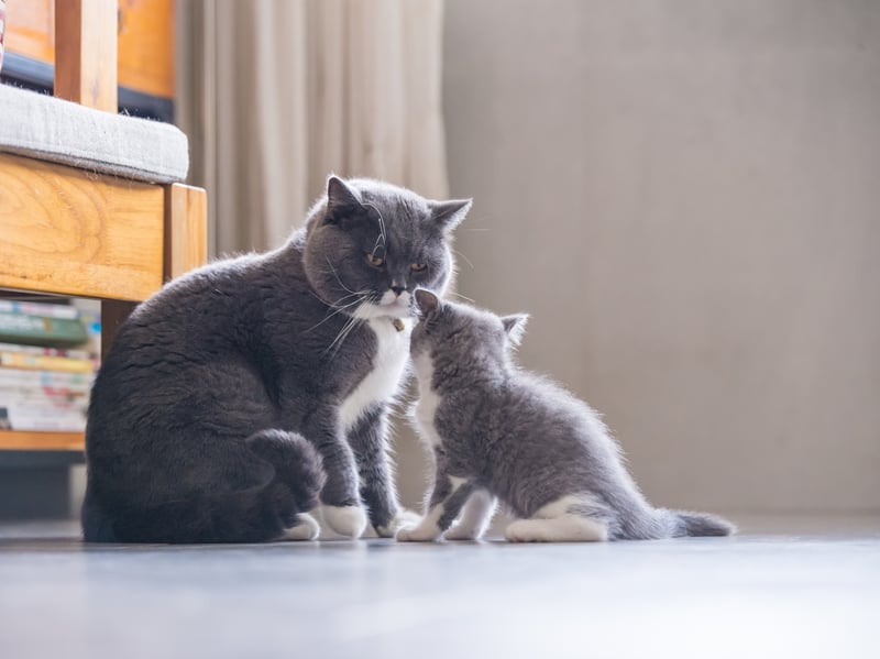 One of the oldest cat breeds, the British Shorthair is the most popular pet cat in its native Britain, accounting for nearly a quarter of pedigree pet cats. They are known for thier laidback nature, making them wonderful feline companions. The British Shorthair has an average lifespan of 9.6 years.