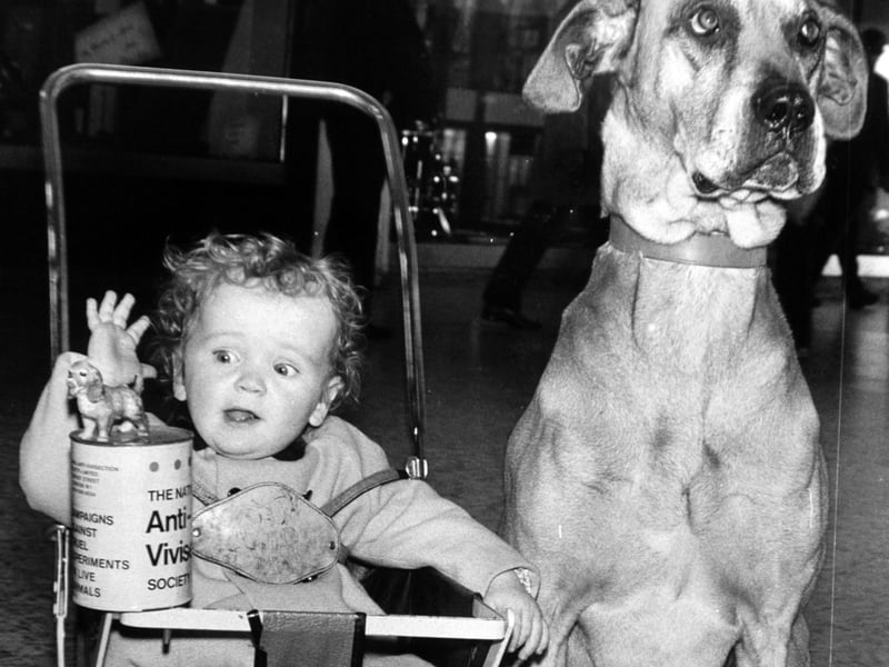 Friendliness paid off for Major, the Great Dane, who welcomed visitors to an anti-vivisection exhibition in April 1974.