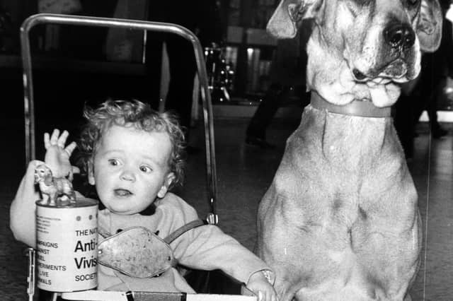 Friendliness paid off for Major, the Great Dane, who welcomed visitors to an anti-vivisection exhibition in April 1974.