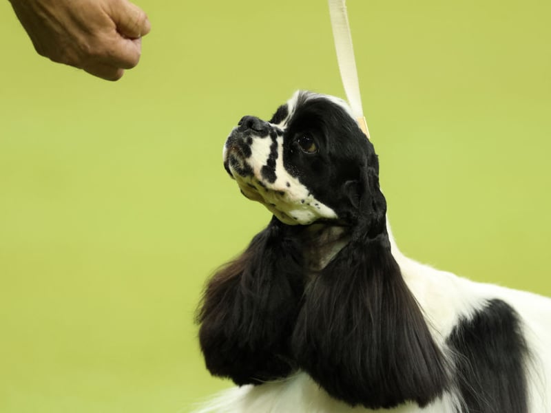 Second spot when it comes to the most popular dogs goes to the Cocker Spaniel. Originally bred as a hunting dog they get their name from the fact they used to specialise in hunting woodcock. There were 21,618 registered with the Kennel Club in 2025. Energetic Cocker Spaniels reach an average age of 11.31 years.
