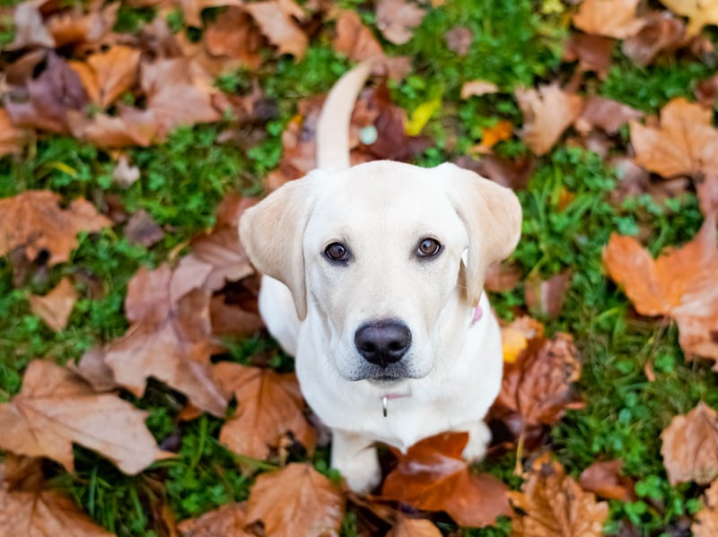 They are the world's most popular dog and the Labrador Retriever remains the most commonly registered breed in the UK by quite some distance. Breeds like the French Bulldog have challenged the Lab's dominance in the last decade, but they didn't come close last year when there were a huge 29,919 new Labradors registered with the Royal Kennel Club. The Lab has an above-average lifespan of 11.77 years.