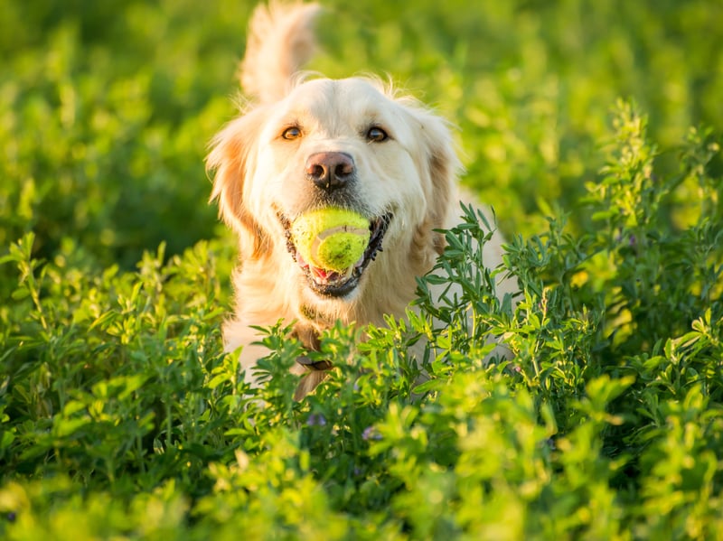 Up from fifth place to third this year is the Golden Retriever, with 9,976 new registrations last year. The breed was created by Sir Dudley Marjoribanks at his Scottish estate in the late nineteenth century. These gregarious dogs live for an average of 10.9 years.