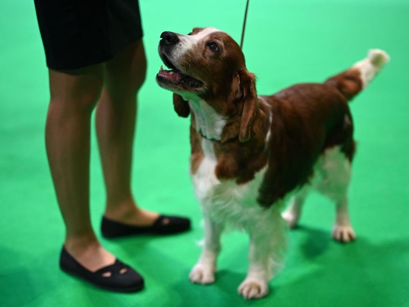 There were 5,845 new English Springer Spaniels registered with the Kennel Club in 2025, making them the sixth most popular dog - and the fourth most popular breed in the gundog group. They get their name from the fact that hunters used them to 'spring' birds out of their hiding places. The wonderfully bouncy Springer Spaniel is expected to live around 11.92 years.