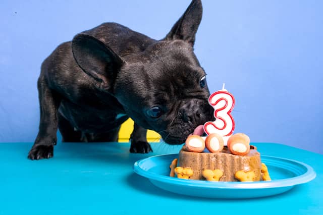 The number of birthdays your dog is likely to celebrate is partly dependent on their breed.