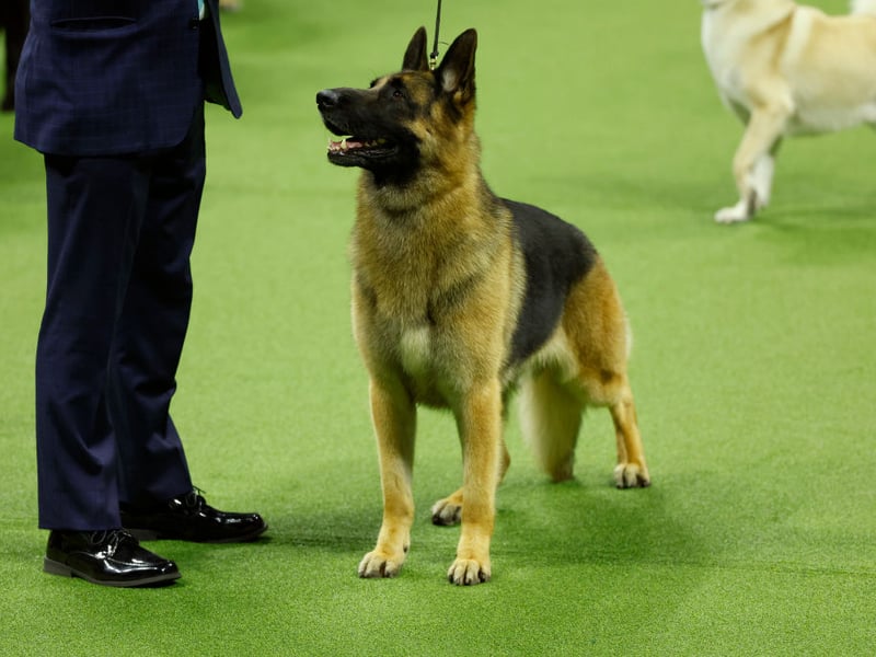 One of the world's most useful dogs, the German Shepherd was originally bred as a herding dog but now is popular for everything from disability assistance and search-and-rescue work, to helping the police hunt criminals and serving in the army. They are also popular companion pets, with 4,278 registrations in 2025. The German Shepherd lives for an average of 10.16 years. 