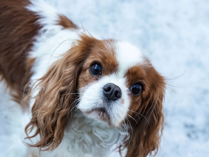 The gorgeous Cavalier King Charles Spaniel takes the top spot when it comes to the most popular toy dog breed - with 3,224 Kennel Club registrations in 2025 putting it in overall 10th spot - up from 14th in 2024. Its name comes from it being bred to recreate Charles II's spaniel of the English Civil War period, when supporters of the king were known as Cavaliers. Known for being gentle and affectionate, the Cavalier King Charles Spaniel can expect to live for an average of 10.45 years.