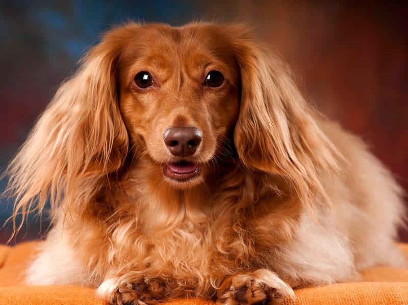 Although the Miniature Long Haired Dachshund isn't as popular as its less hirsute cousin, it still makes the top 10 (up from 13th the year before) with 3,649 registrations in 2025. Interestingly, if you combine all five types of Dachshund they would be the third most popular breed - with over 14,000 registrations. The long-hair variety live for an average of 13 years.