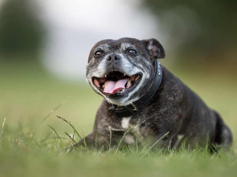 There were 5,375 Kennel Club registrations of affectionate Staffy dogs last year. A breed created by crossing Bulldogs with Terriers, they were were first recognised as a purebred dog breed by The Kennel Club in 1935. The loving - and often misunderstood - Staffordshire Bull Terrier has an average lifespan of 11.33 years.