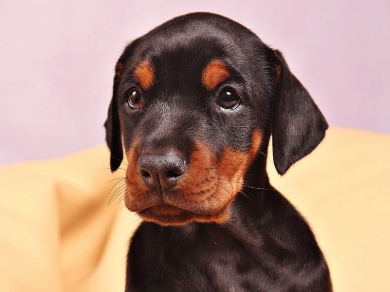 Dobermanns were bred as guard dogs, but are no slouches in the velocity department either. A burglar would find it hard to outpace their top speed of 32mph.