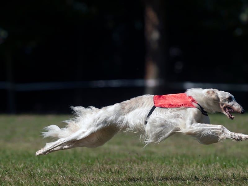Originally from Russia, where they were used as hunting dogs, the Borzoi just loves to run and can reach a speed of 36mph.