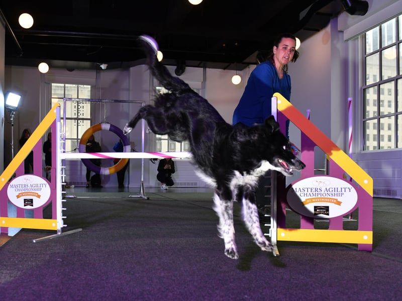 Bred to herd livestock, Border Collies have no problem outrunning sheep with a top speed of 30mph. 