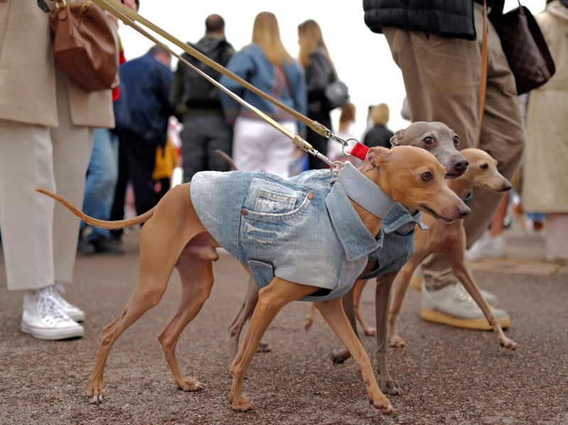 The Whippet, like their larger Greyhound cousins, are natural racers and can speed along at up to 34mph - perfect for when they were used to hunt rabbits.