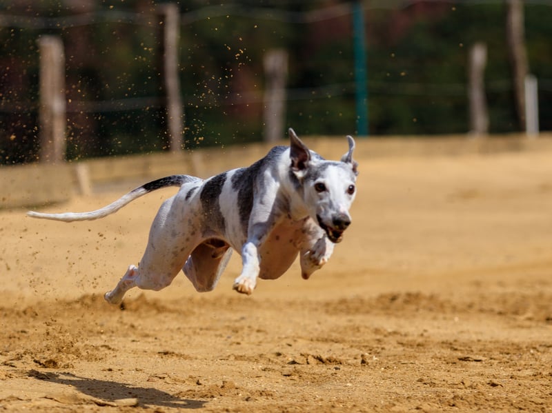 It probably comes as no surprise that the fastest breed of all is the Greyhound. They are born to run, although are surprisingly lazy the rest of the time, and have an incredible top speed of 45mph.