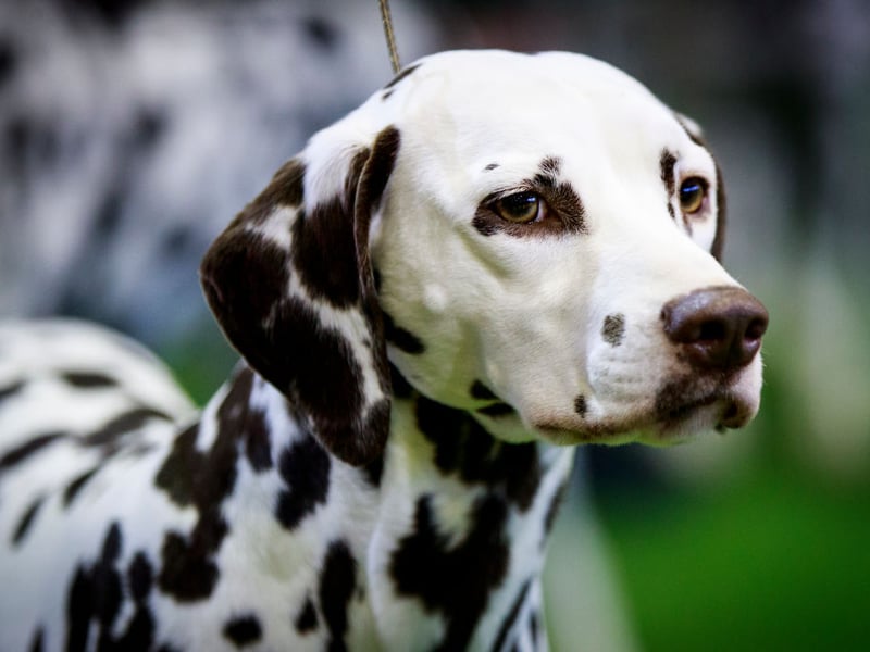 Dalmations can reach speeds of up to 37mph. Their quick pace came in useful when they were used to run alongside carriages to protect travellers from highwaymen. 
