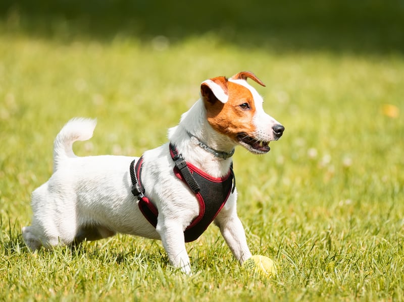 Small but speedy, the Jack Russell Terrier rounds out the top five fastest dogs. Bred to be the perfect dog for fox hunting, they can clock speeds of up to 38mph.