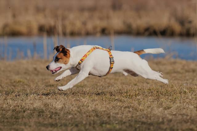 You'll be lucky to keep up with these speedy canines.