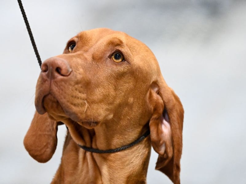 The other dog that can register up to 40mph on the canine speedometer is the Vizla. If this Hungarian breed doesn't get plenty of exercise it can become destructive.