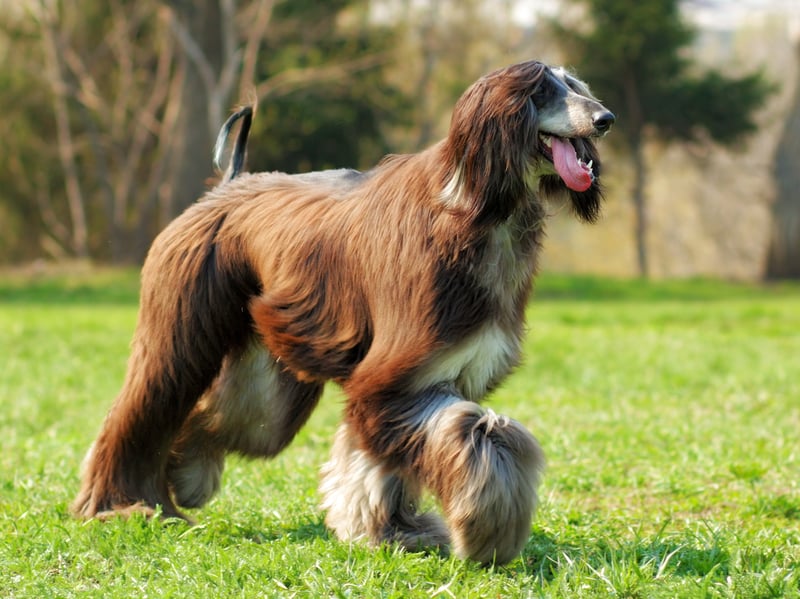 In joint bronze medal position for quickest canine is the Afghan Hound. At top speed they are a blur of fur, running at 40mph.